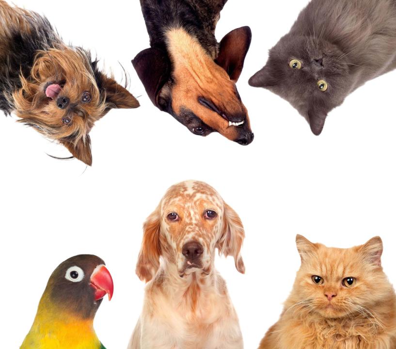 Tratamiento de afecciones digestivas e inflamatorias crónicas